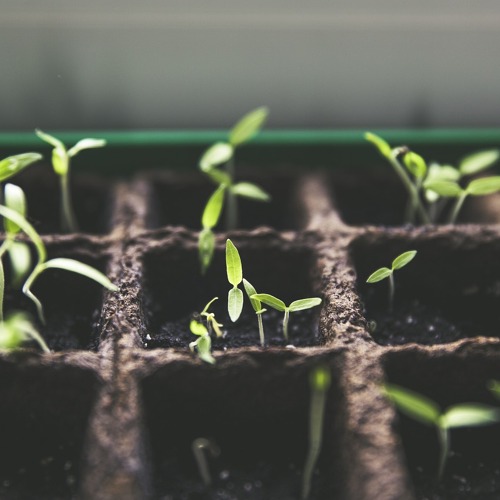 Sa 26.9. | 15 - 17 UhrWorkshop &raquo;Saatgutvielfalt&laquo; &nbsp; &nbsp;