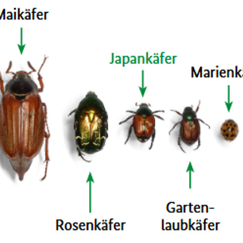 Achtung! Meldepflichtig - Japankäfer stoppen: Helfen Sie mit!